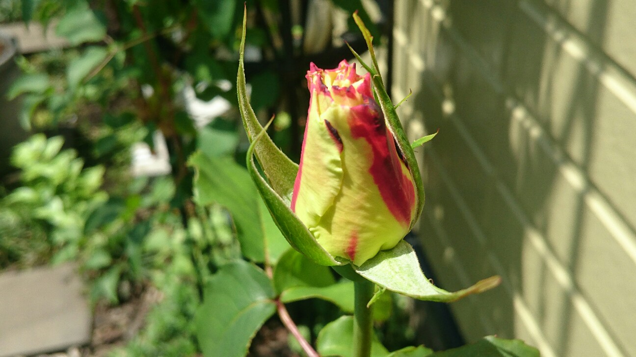 f:id:y-garden:20160505073209j:image f:id:y-garden:20160505073209j:image