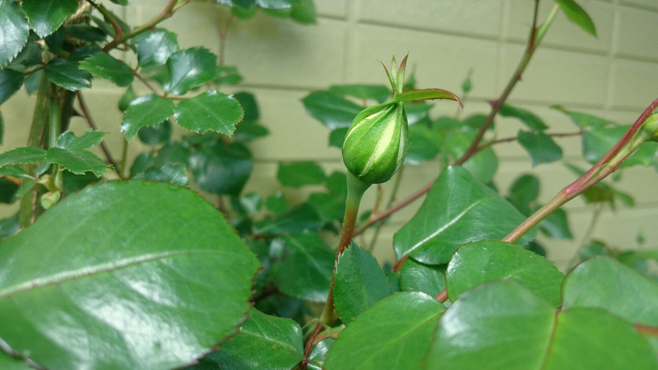 f:id:y-garden:20160505181837j:image f:id:y-garden:20160505181837j:image