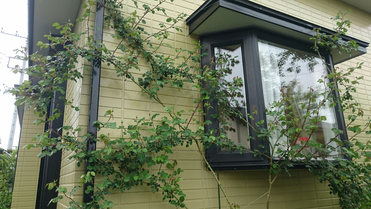 f:id:y-garden:20160505201942j:image f:id:y-garden:20160505201942j:image