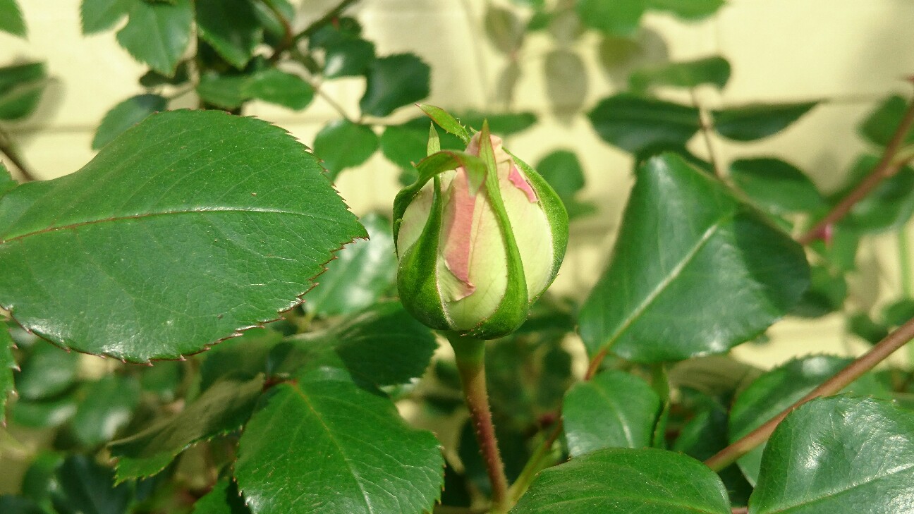 f:id:y-garden:20160506070847j:image f:id:y-garden:20160506070847j:image