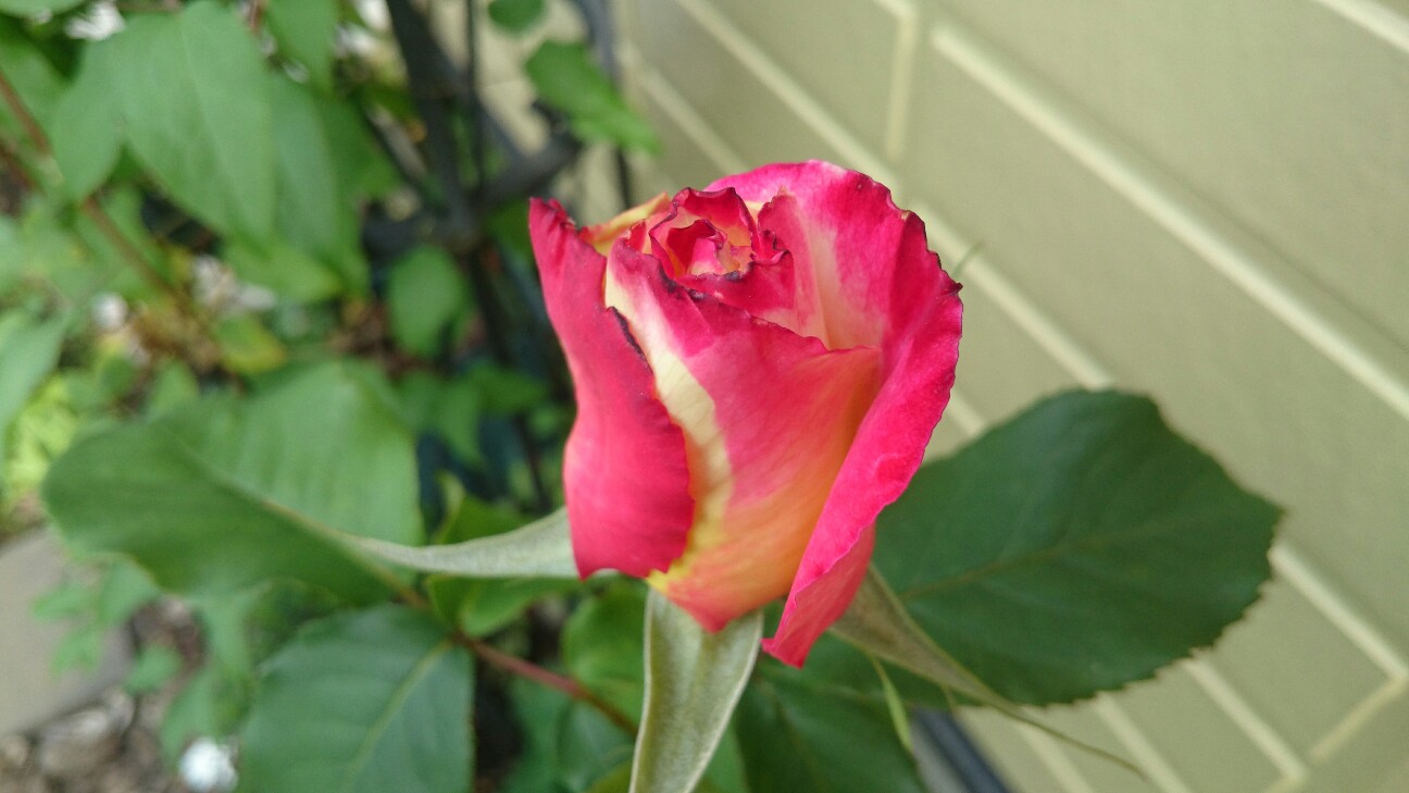 f:id:y-garden:20160506081231j:image f:id:y-garden:20160506081231j:image