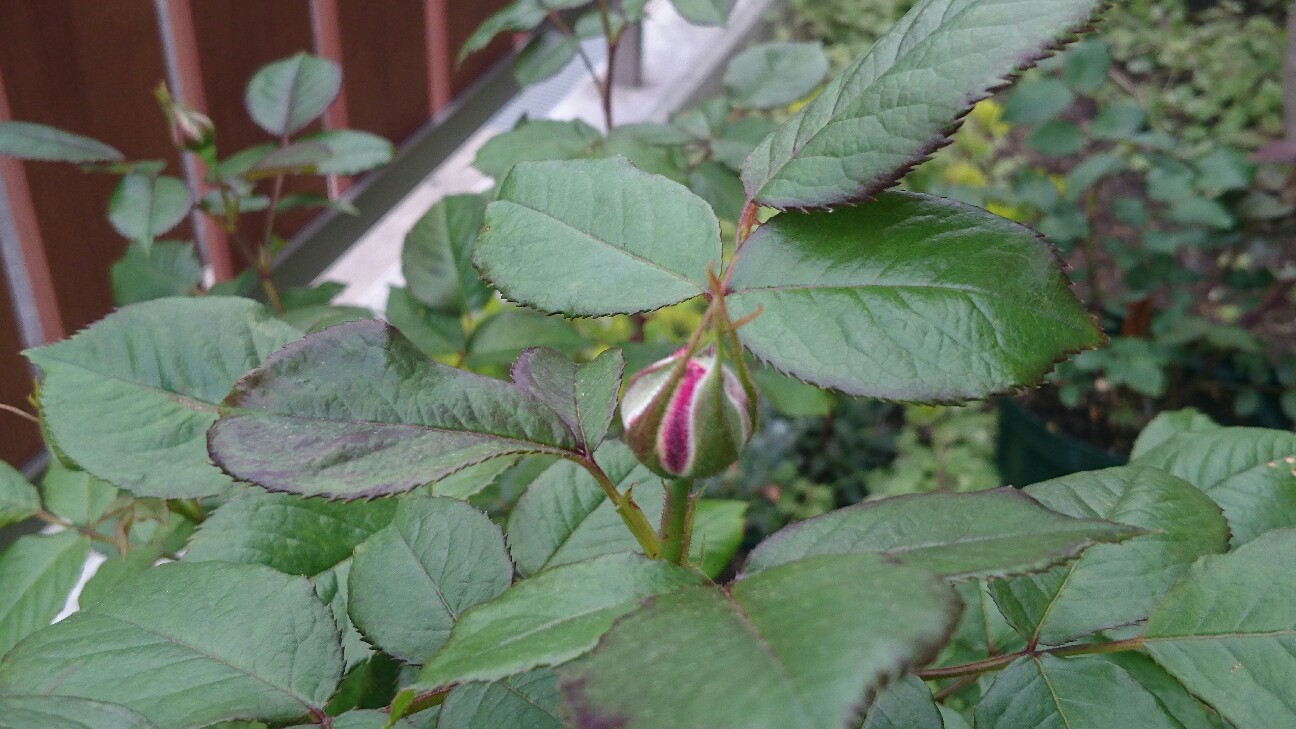 f:id:y-garden:20160507184452j:image f:id:y-garden:20160507184452j:image