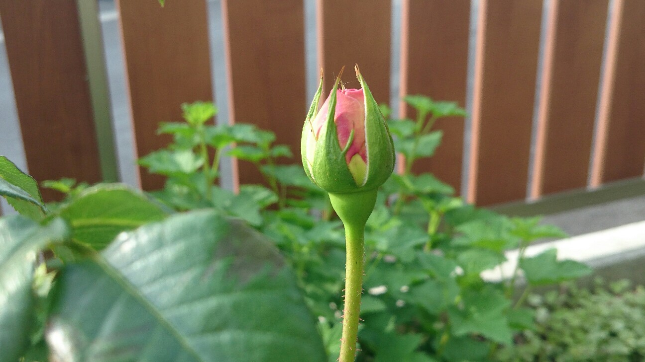 f:id:y-garden:20160508215857j:image f:id:y-garden:20160508215857j:image