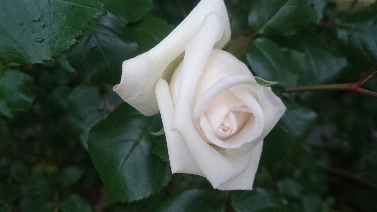 f:id:y-garden:20160509175530j:image f:id:y-garden:20160509175530j:image