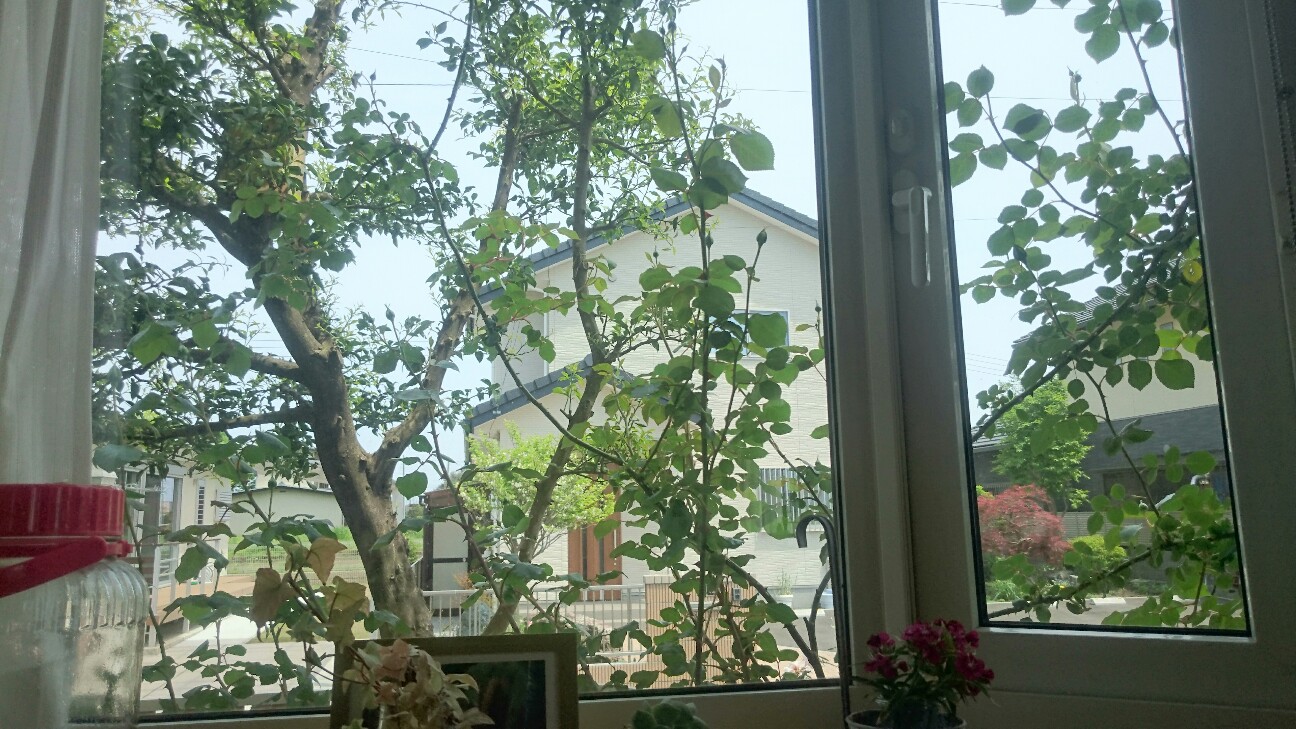 f:id:y-garden:20160510015334j:image f:id:y-garden:20160510015334j:image