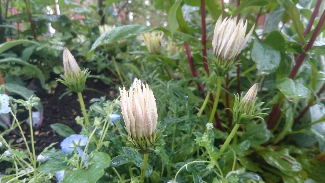 f:id:y-garden:20160511231842j:image f:id:y-garden:20160511231842j:image
