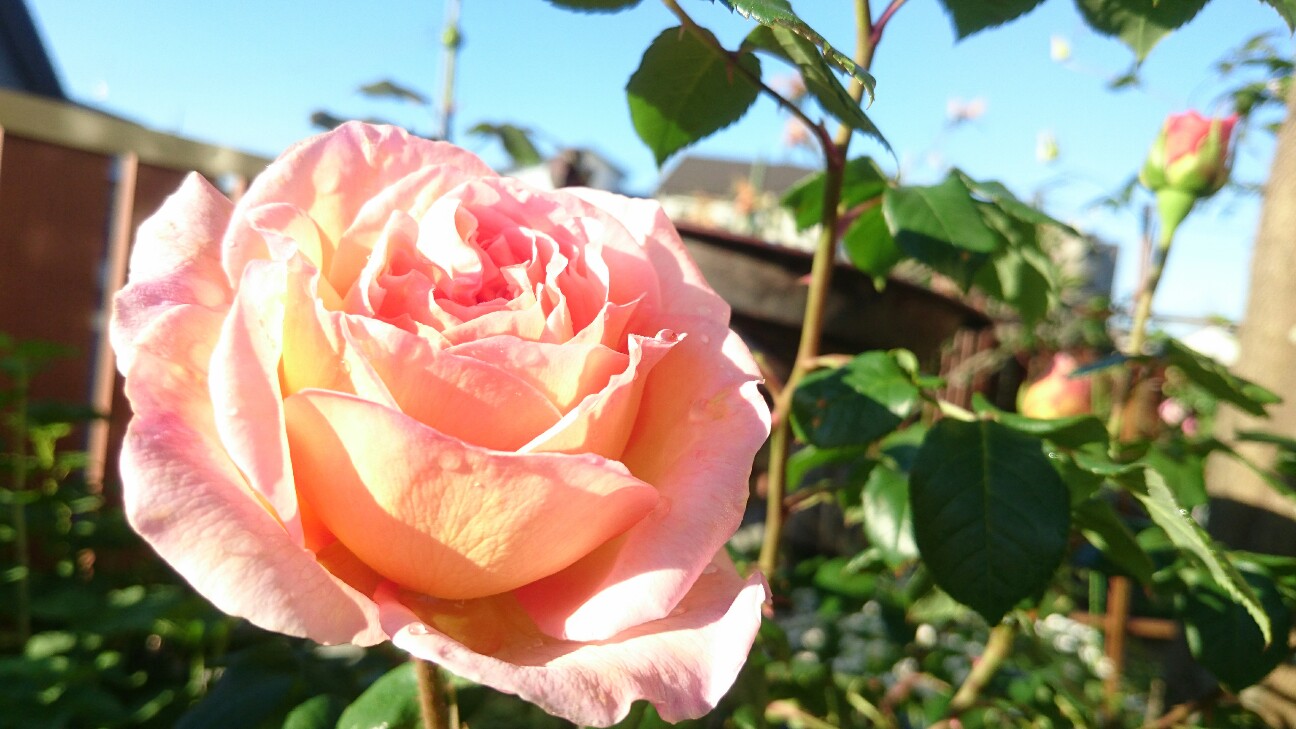 f:id:y-garden:20160512062359j:image f:id:y-garden:20160512062359j:image