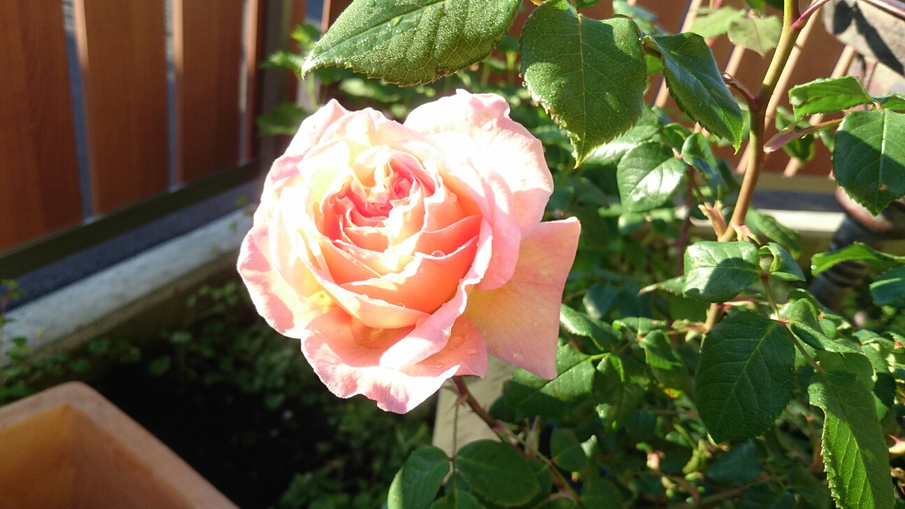 f:id:y-garden:20160512062906j:image f:id:y-garden:20160512062906j:image