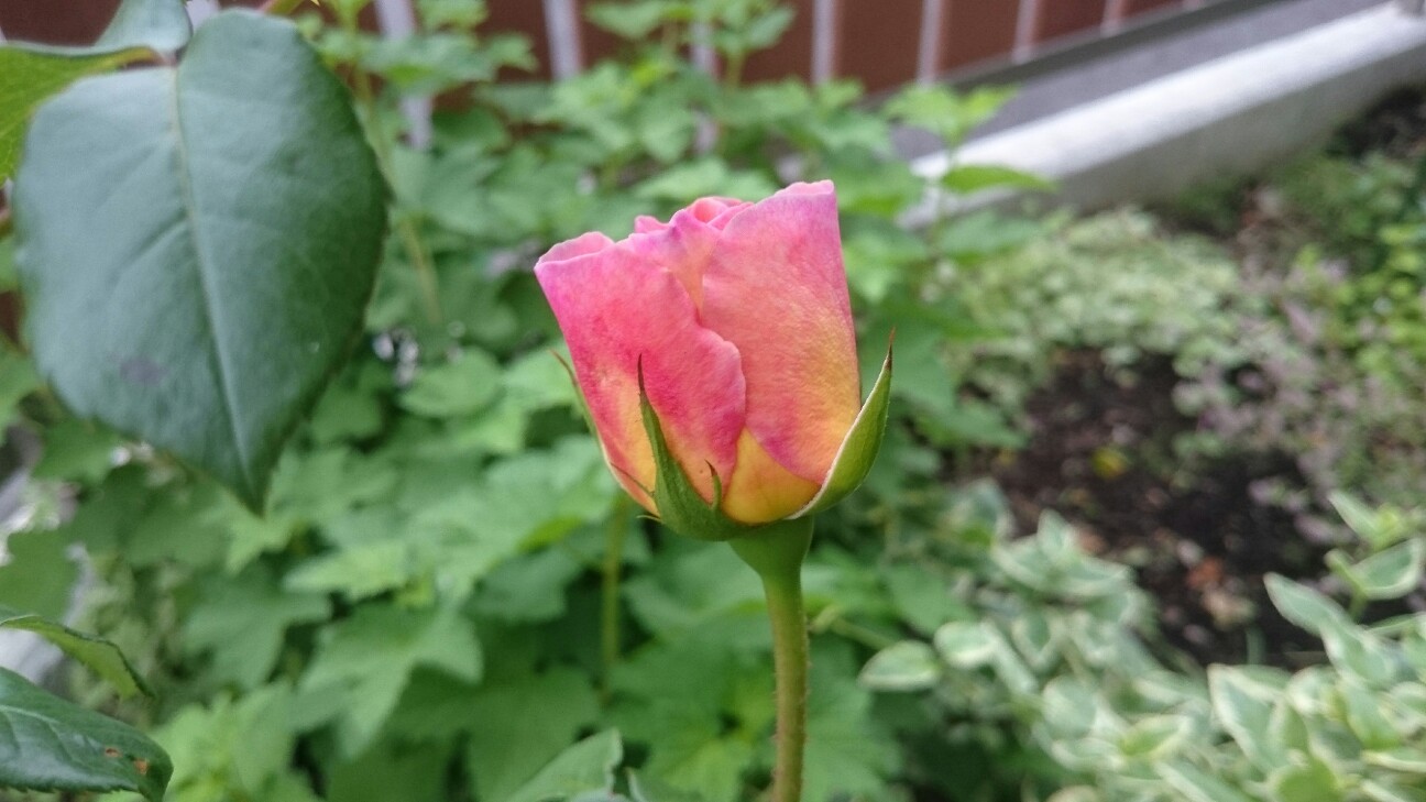 f:id:y-garden:20160512063032j:image f:id:y-garden:20160512063032j:image