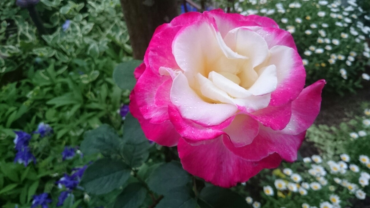 f:id:y-garden:20160512133317j:image f:id:y-garden:20160512133317j:image