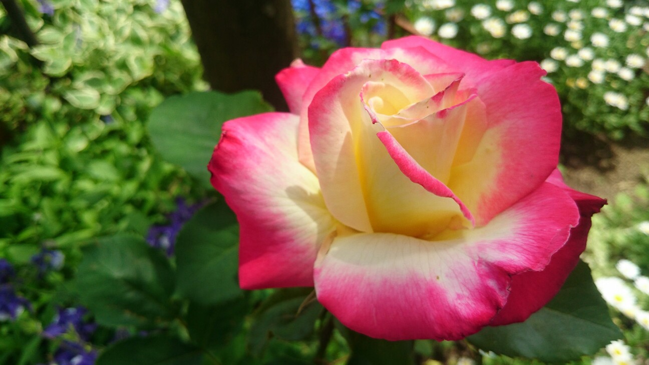f:id:y-garden:20160512133750j:image f:id:y-garden:20160512133750j:image