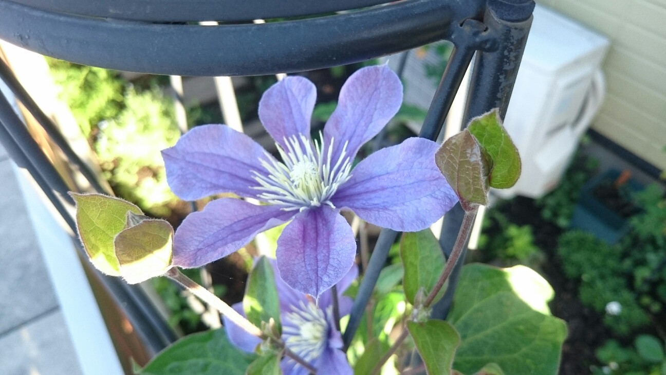 f:id:y-garden:20160512231041j:image f:id:y-garden:20160512231041j:image