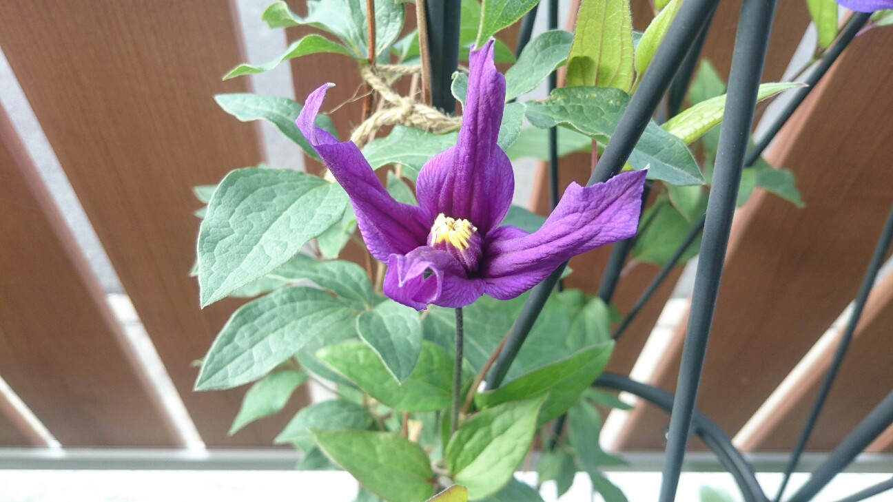 f:id:y-garden:20160513231545j:image f:id:y-garden:20160513231545j:image