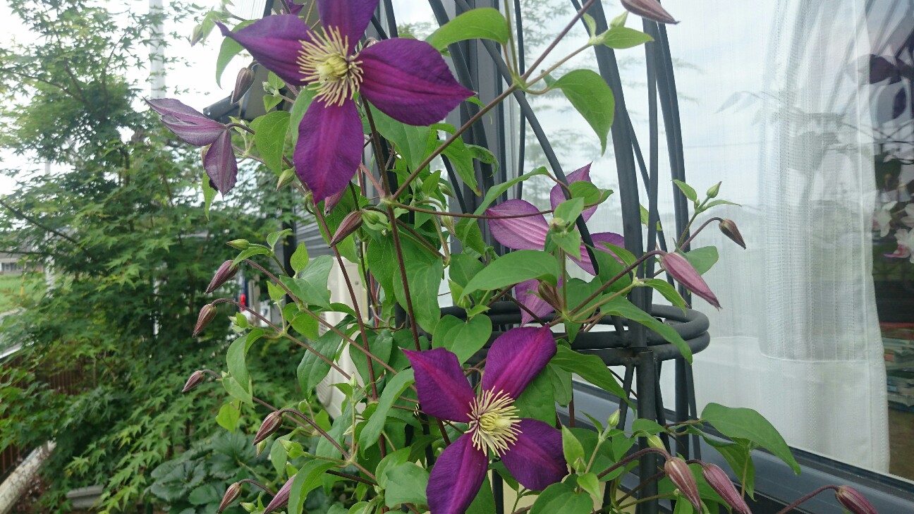 f:id:y-garden:20160514083845j:image f:id:y-garden:20160514083845j:image