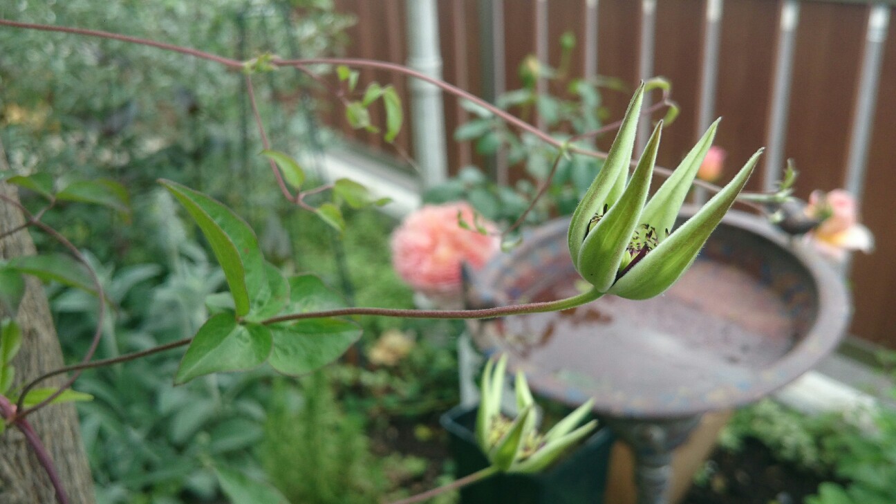 f:id:y-garden:20160514084644j:image f:id:y-garden:20160514084644j:image