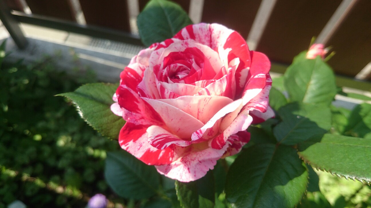 f:id:y-garden:20160515081656j:image f:id:y-garden:20160515081656j:image