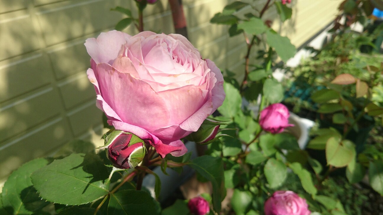 f:id:y-garden:20160515083039j:image f:id:y-garden:20160515083039j:image