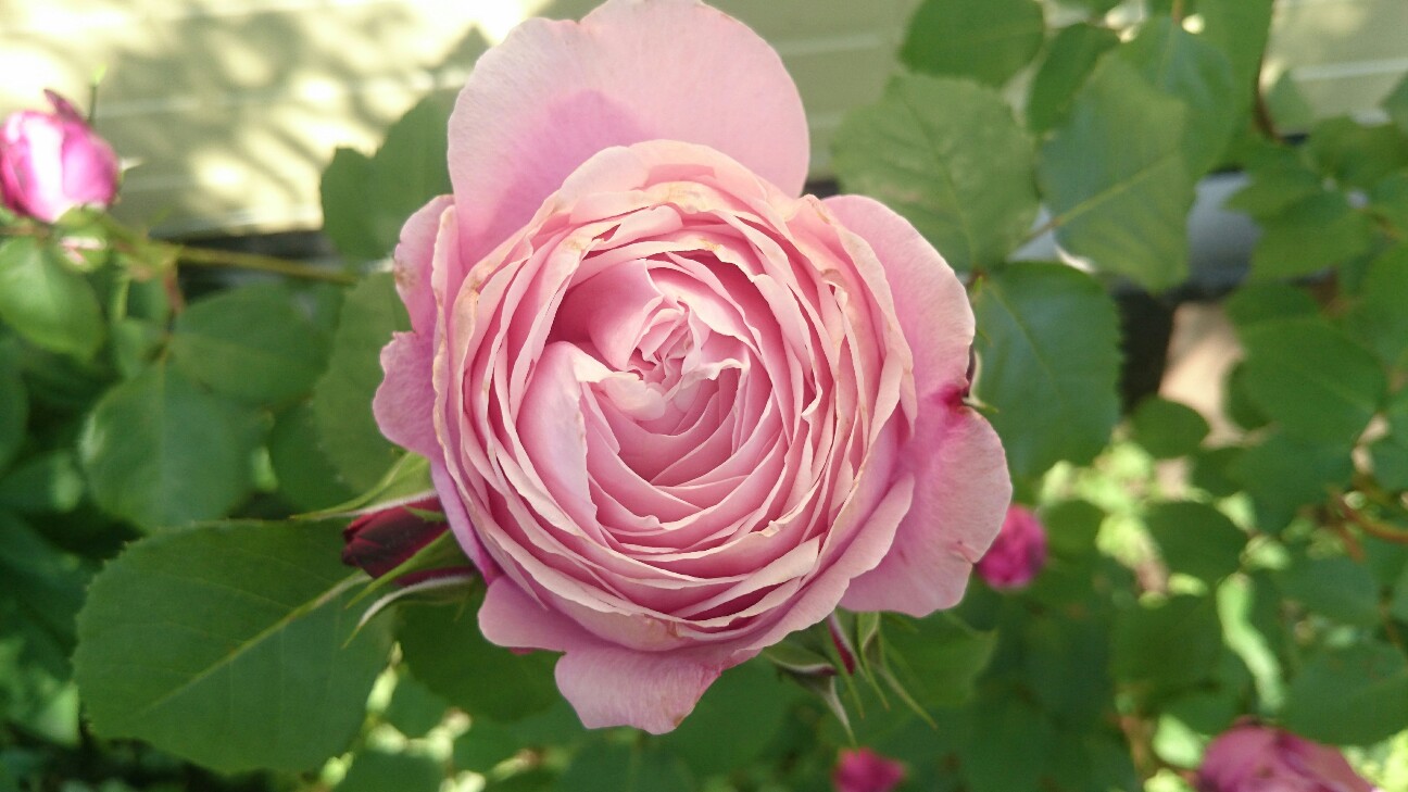 f:id:y-garden:20160515083237j:image f:id:y-garden:20160515083237j:image