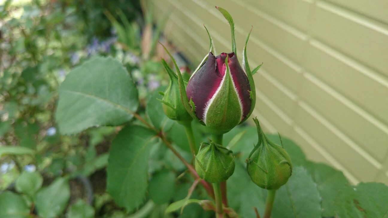 f:id:y-garden:20160515083817j:image f:id:y-garden:20160515083817j:image