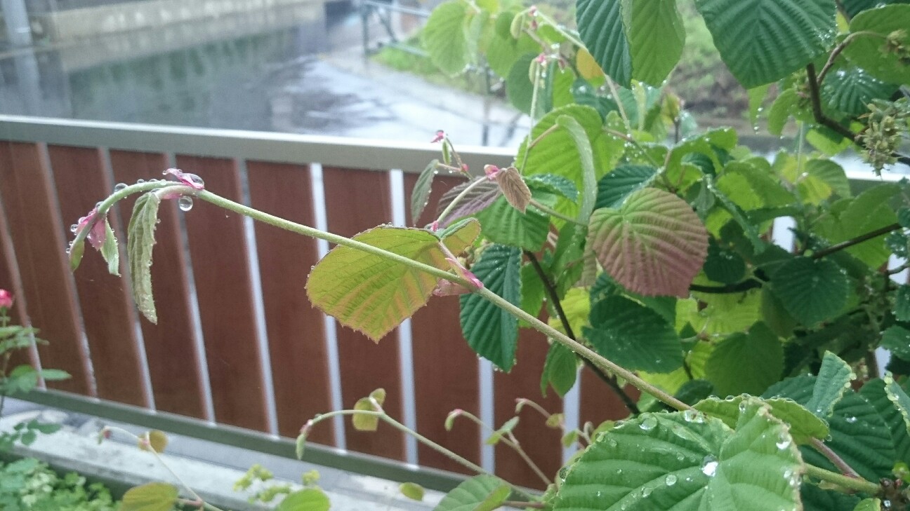 f:id:y-garden:20160517062931j:image f:id:y-garden:20160517062931j:image