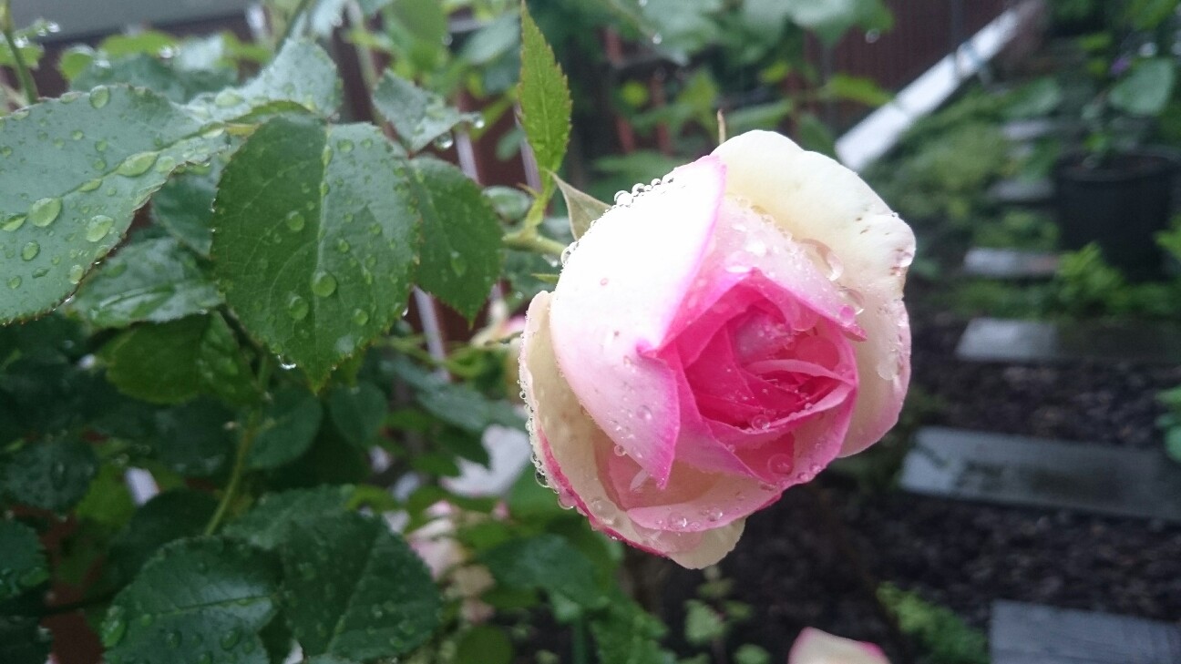 f:id:y-garden:20160517064123j:image f:id:y-garden:20160517064123j:image