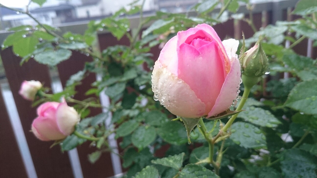 f:id:y-garden:20160517064320j:image f:id:y-garden:20160517064320j:image