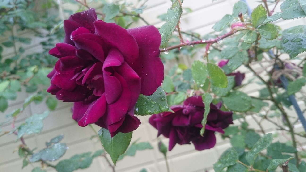 f:id:y-garden:20160517065739j:image f:id:y-garden:20160517065739j:image
