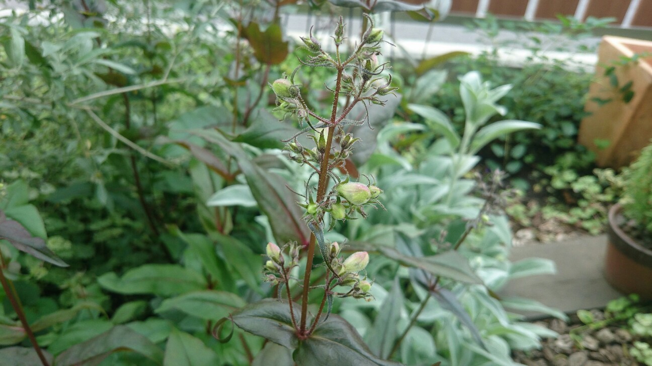 f:id:y-garden:20160517224852j:image f:id:y-garden:20160517224852j:image