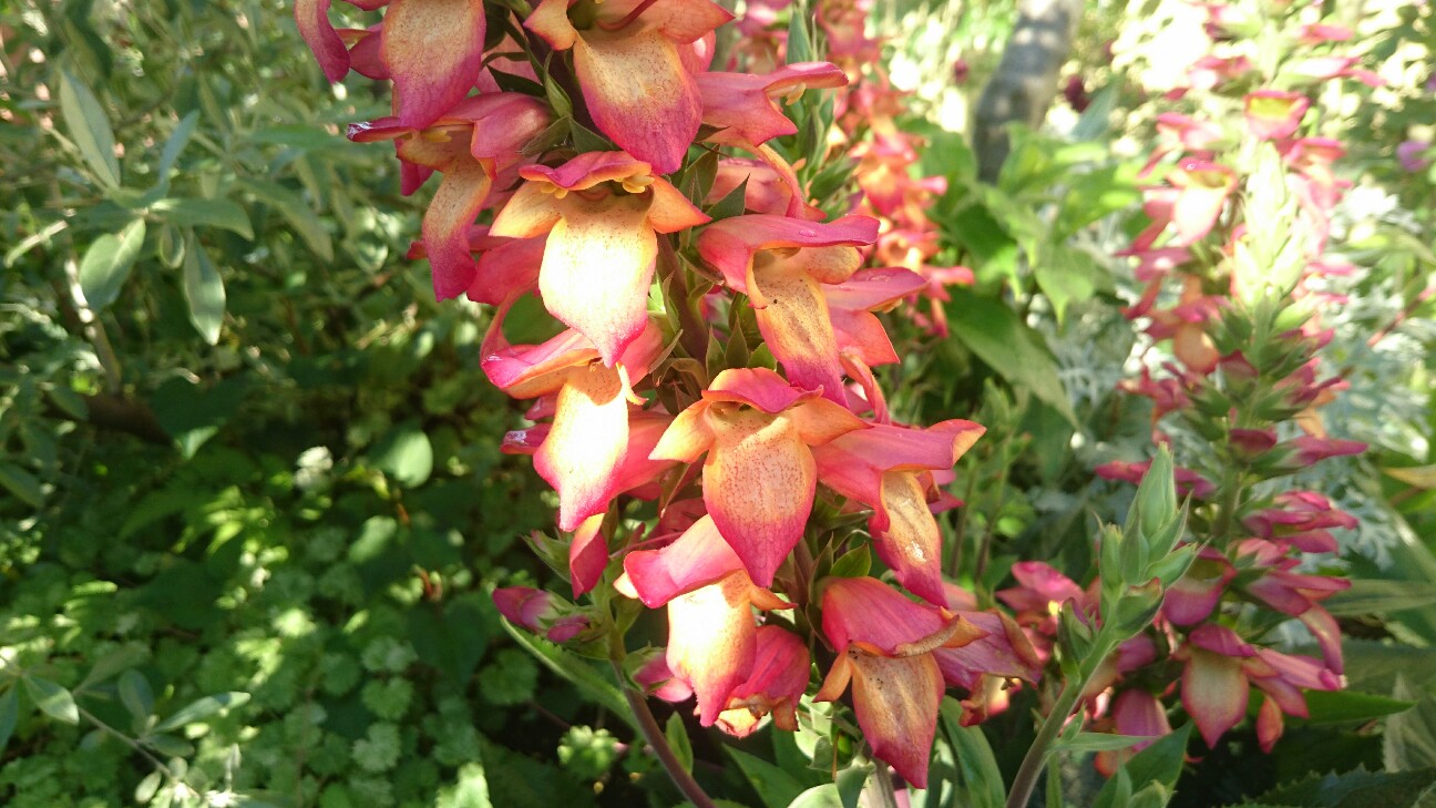 f:id:y-garden:20160518062437j:image f:id:y-garden:20160518062437j:image