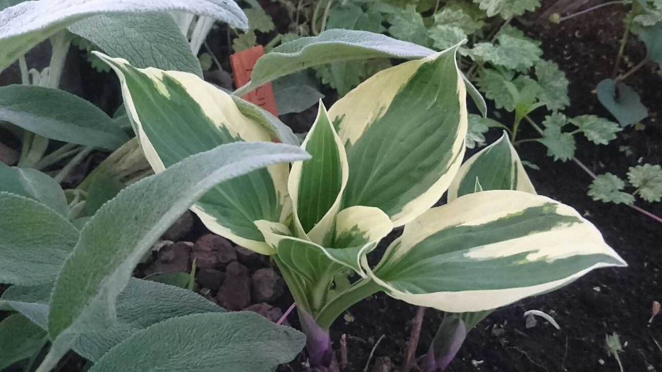 f:id:y-garden:20160518191441j:image f:id:y-garden:20160518191441j:image