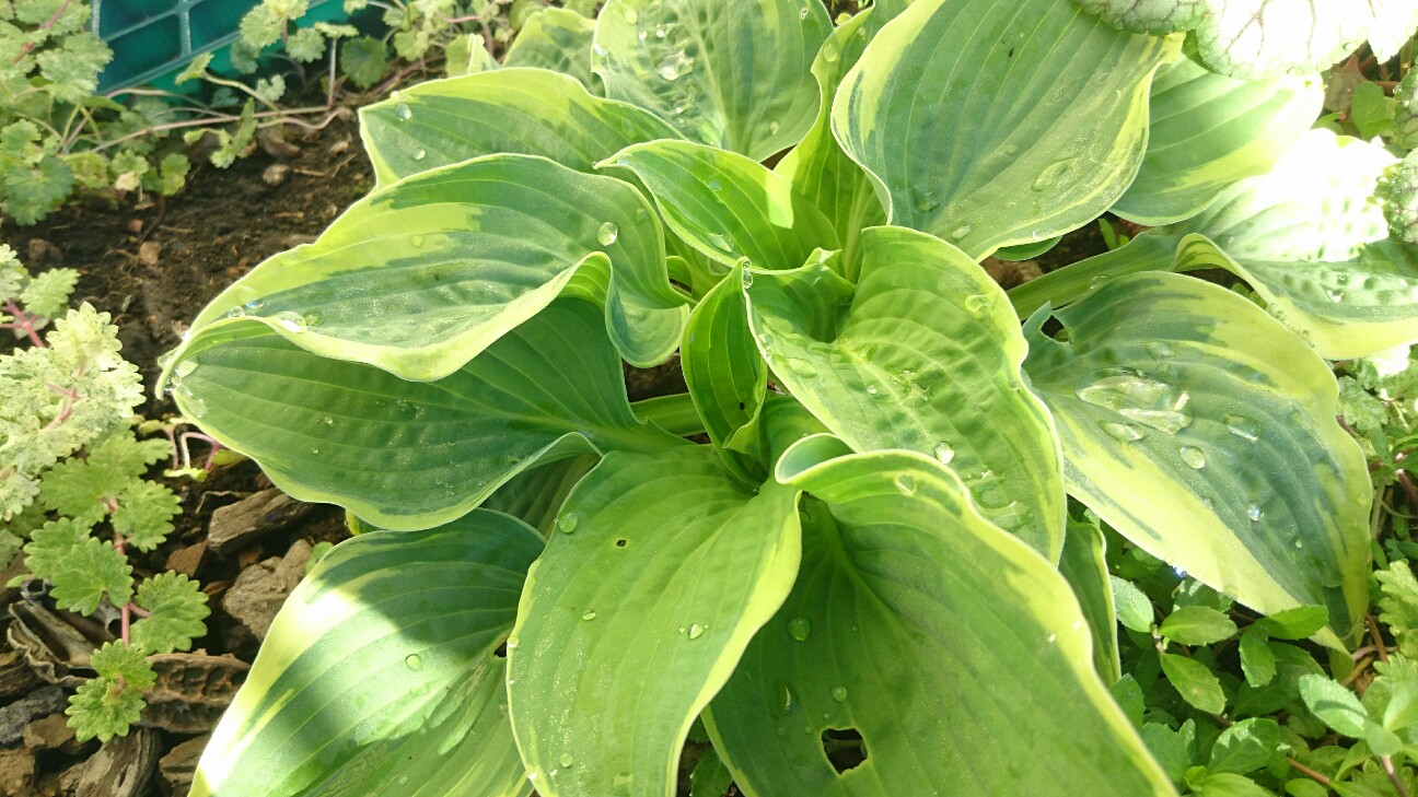 f:id:y-garden:20160518191904j:image f:id:y-garden:20160518191904j:image
