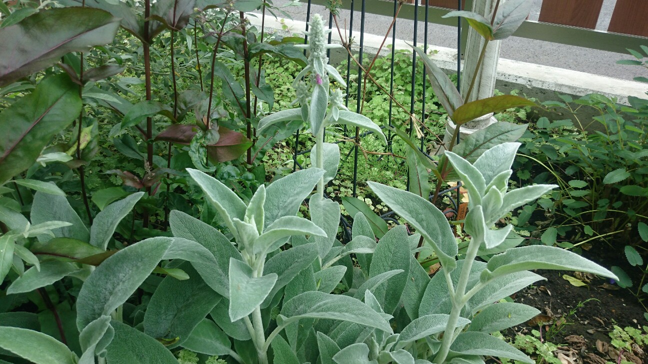 f:id:y-garden:20160518214710j:image f:id:y-garden:20160518214710j:image