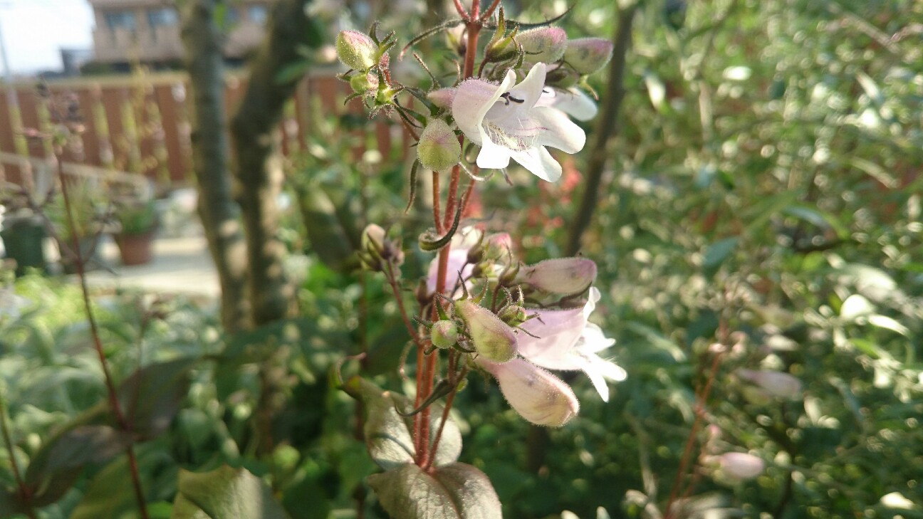f:id:y-garden:20160519065451j:image f:id:y-garden:20160519065451j:image
