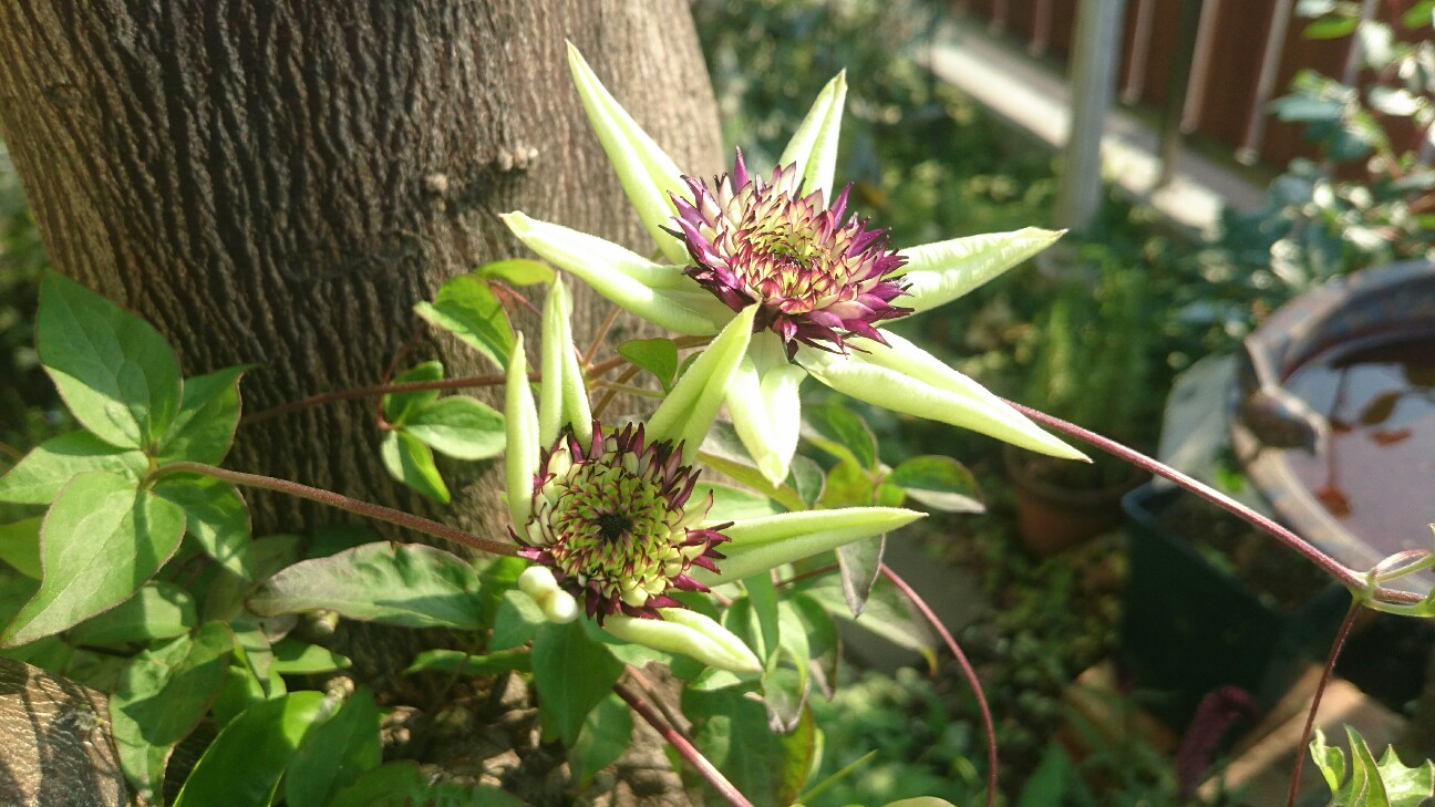 f:id:y-garden:20160519065854j:image f:id:y-garden:20160519065854j:image