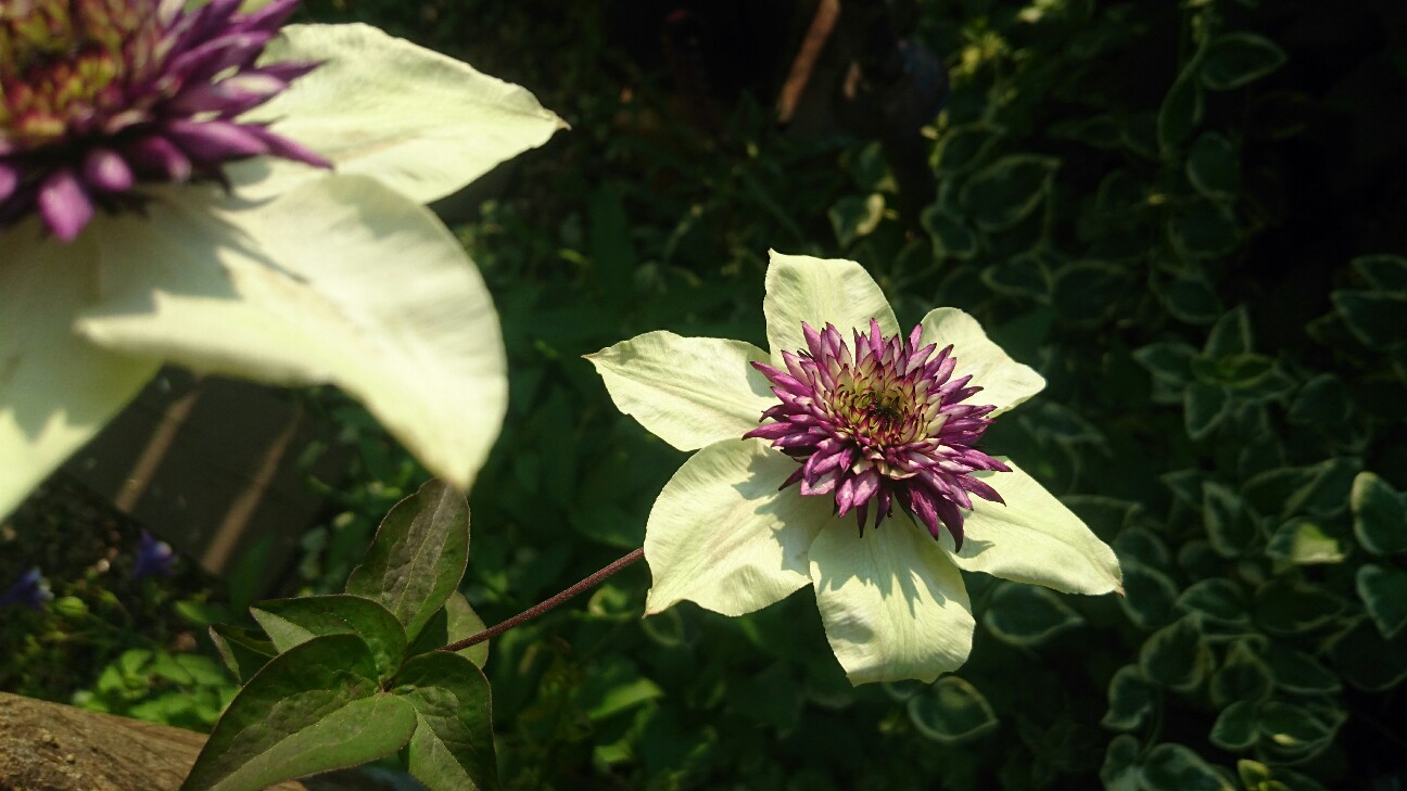 f:id:y-garden:20160519065909j:image f:id:y-garden:20160519065909j:image