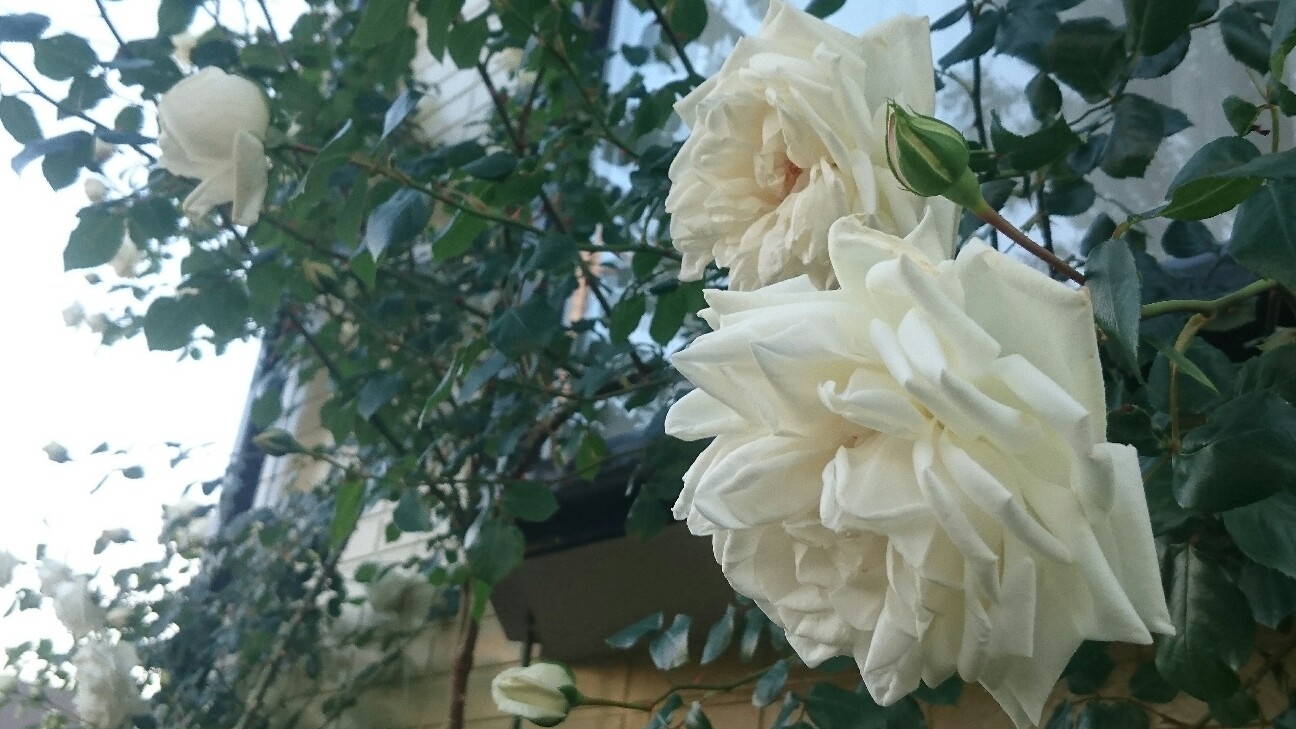 f:id:y-garden:20160519230436j:image f:id:y-garden:20160519230436j:image