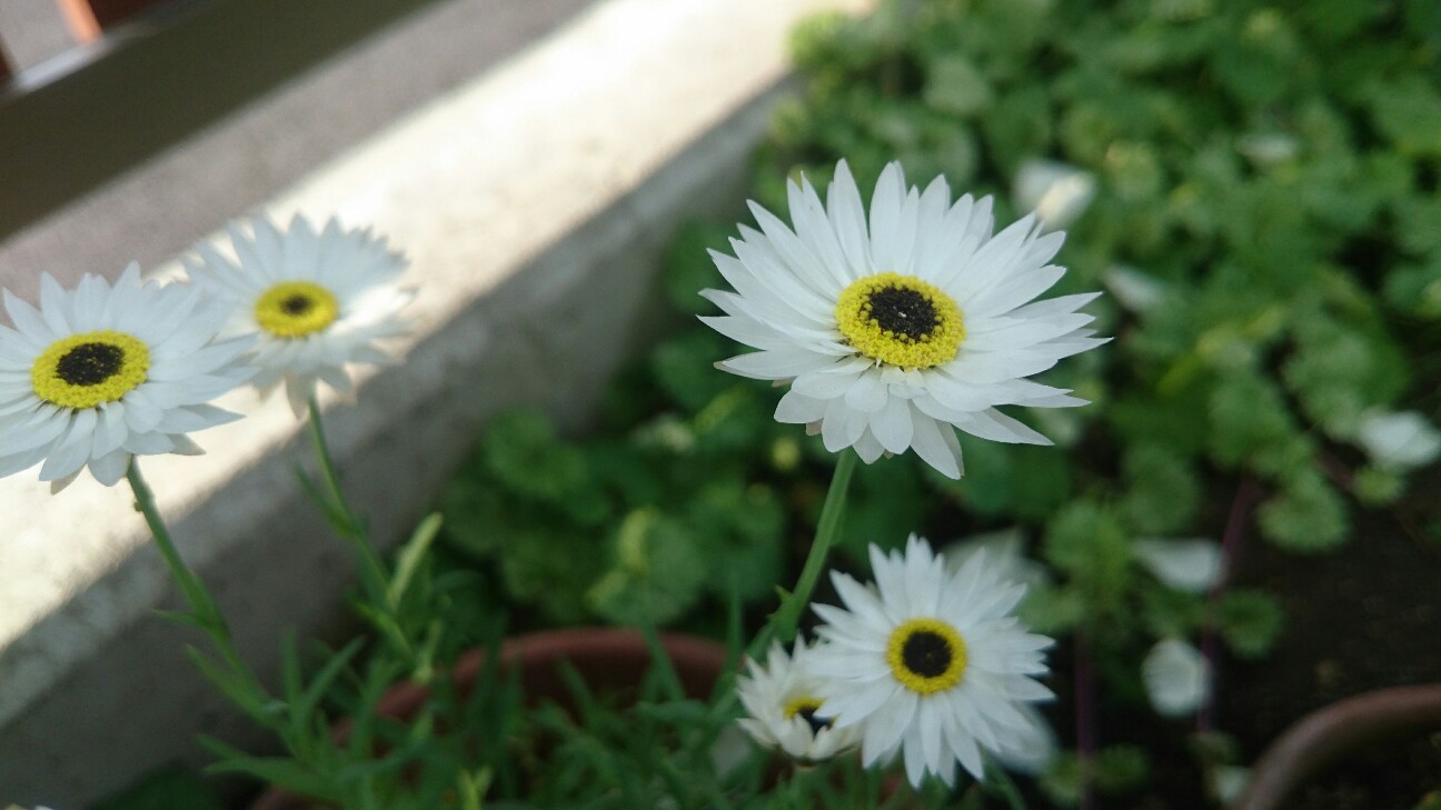 f:id:y-garden:20160520065548j:image f:id:y-garden:20160520065548j:image
