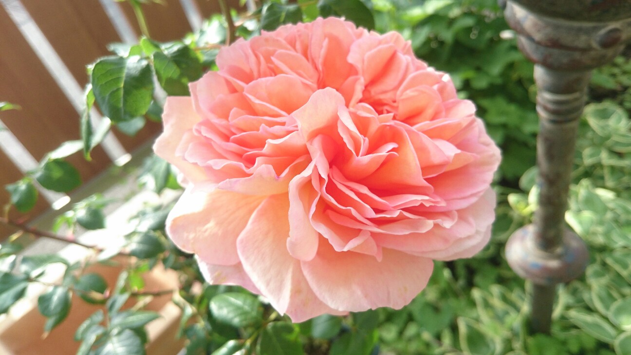 f:id:y-garden:20160520203644j:image f:id:y-garden:20160520203644j:image