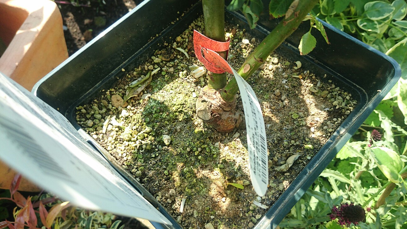 f:id:y-garden:20160521092154j:image f:id:y-garden:20160521092154j:image