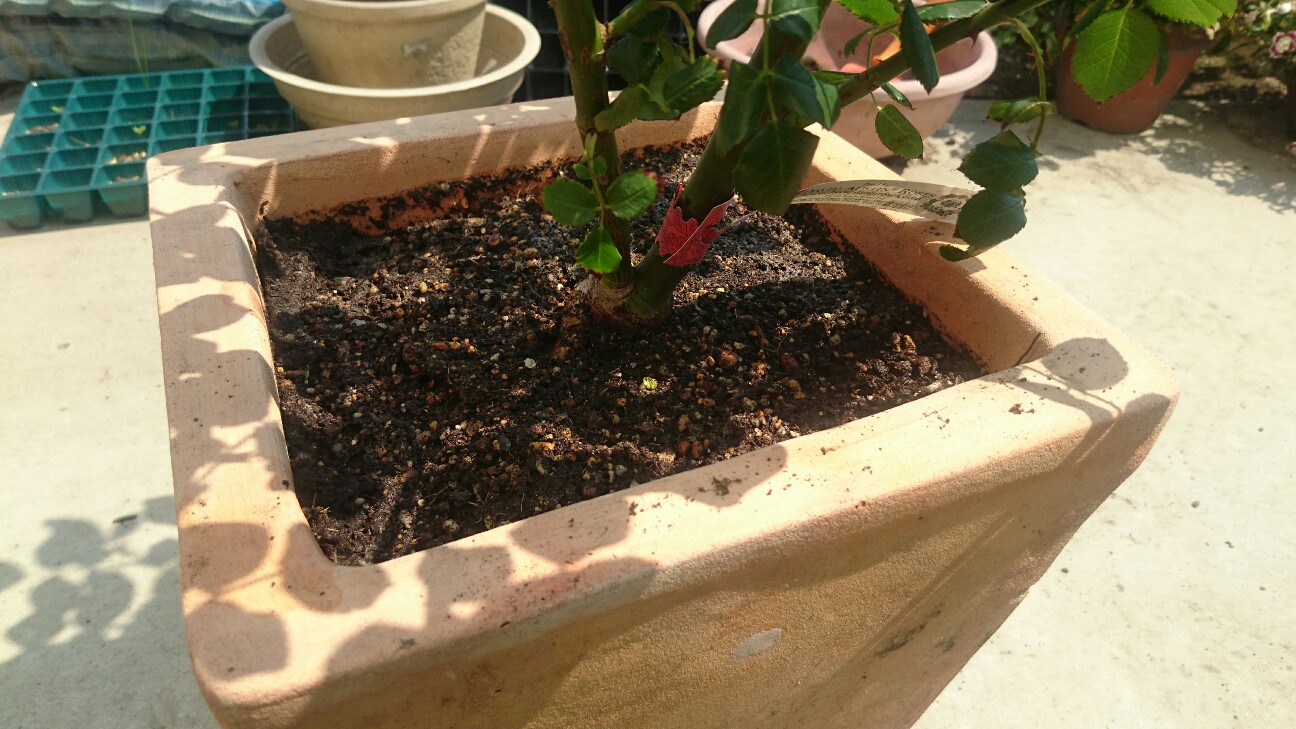 f:id:y-garden:20160521092731j:image f:id:y-garden:20160521092731j:image