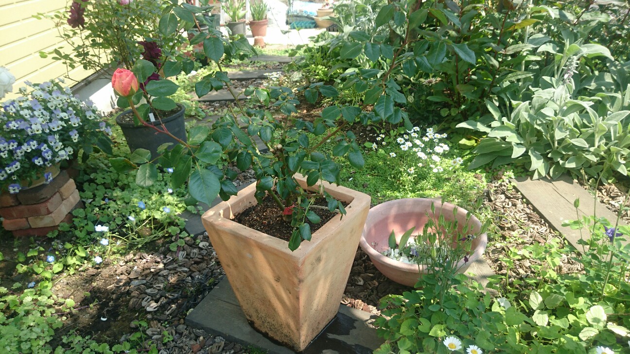 f:id:y-garden:20160521094641j:image f:id:y-garden:20160521094641j:image