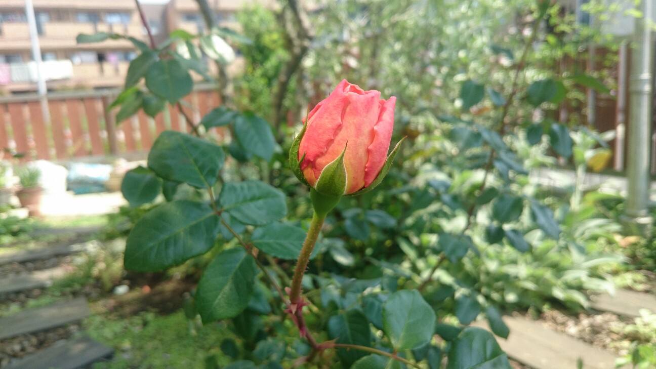 f:id:y-garden:20160521094917j:image f:id:y-garden:20160521094917j:image