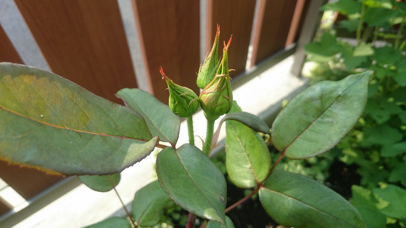 f:id:y-garden:20160521200630j:image f:id:y-garden:20160521200630j:image