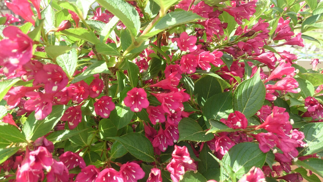 f:id:y-garden:20160521213854j:image f:id:y-garden:20160521213854j:image