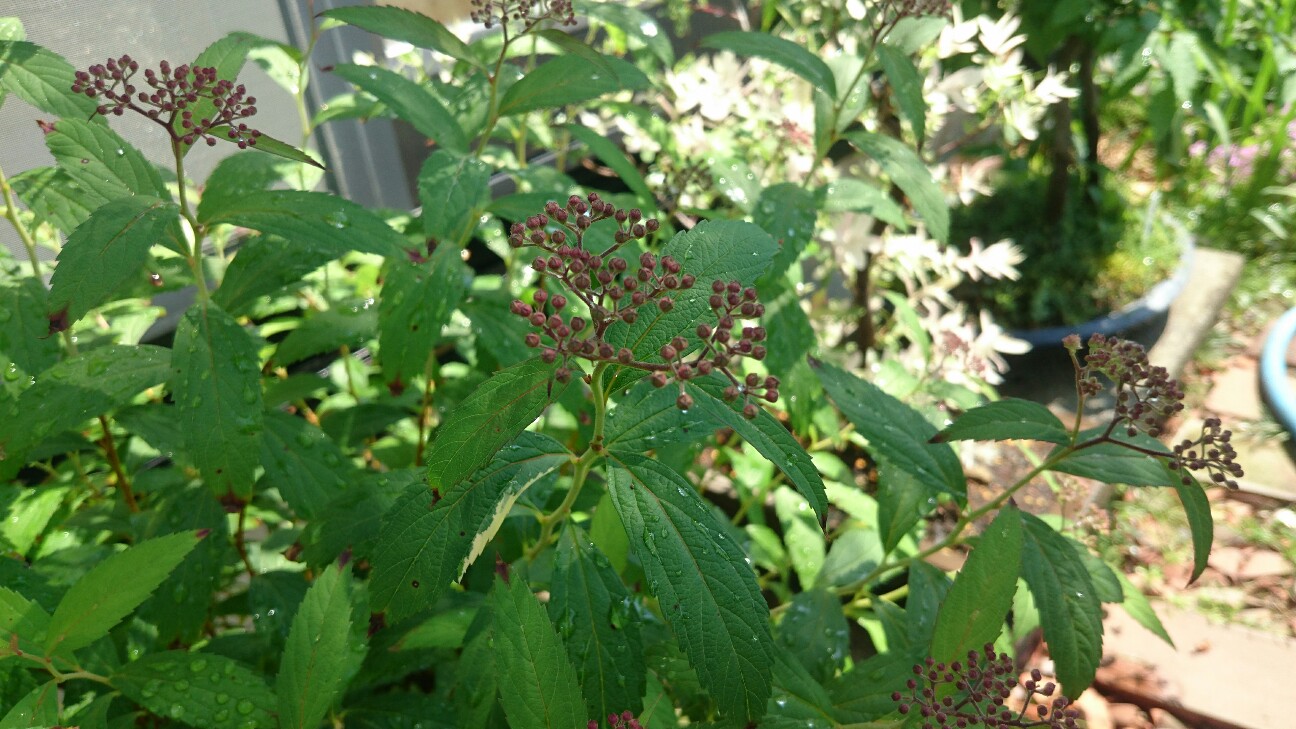 f:id:y-garden:20160522093932j:image f:id:y-garden:20160522093932j:image