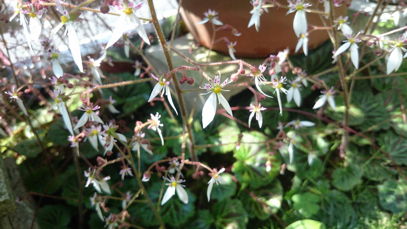 f:id:y-garden:20160522094624j:image f:id:y-garden:20160522094624j:image