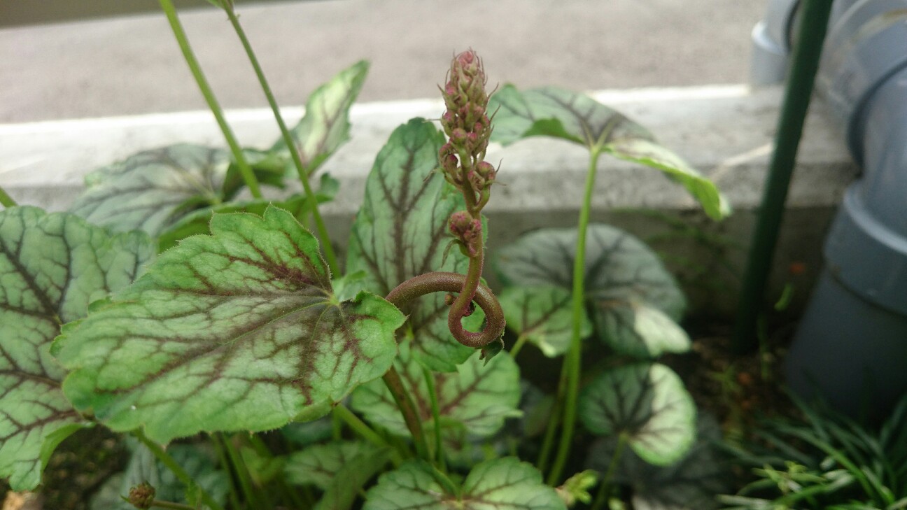 f:id:y-garden:20160522094742j:image f:id:y-garden:20160522094742j:image
