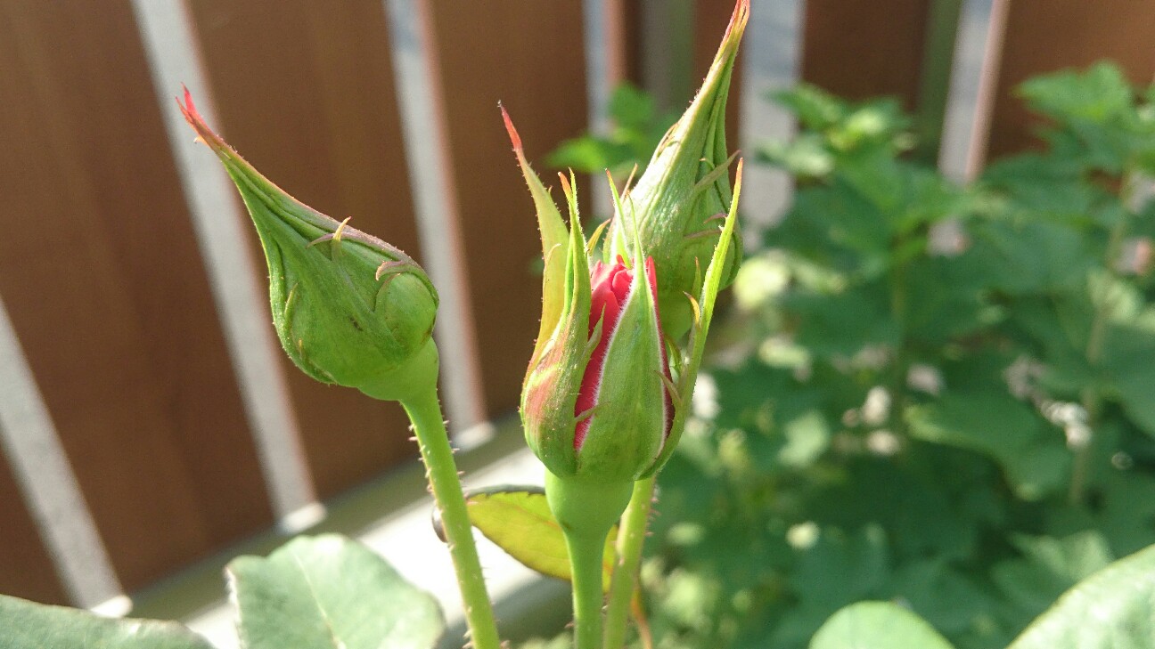 f:id:y-garden:20160523071729j:image f:id:y-garden:20160523071729j:image