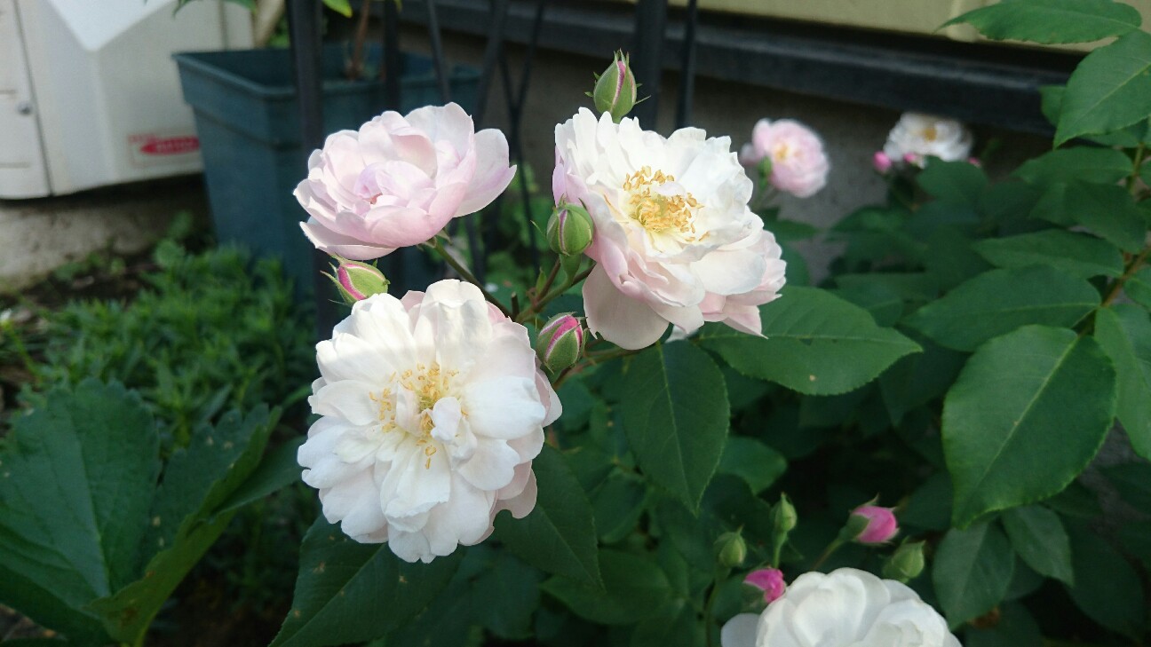 f:id:y-garden:20160523075645j:image f:id:y-garden:20160523075645j:image