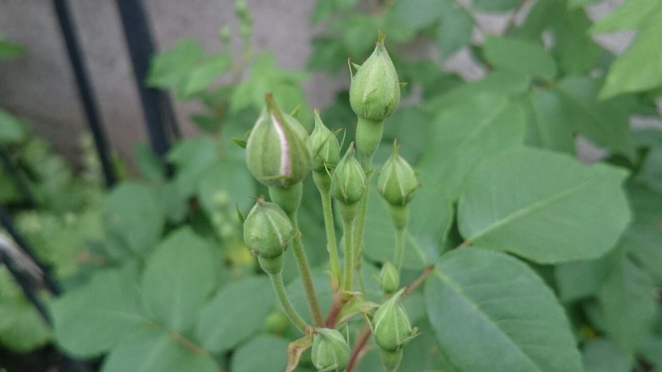 f:id:y-garden:20160523191822j:image f:id:y-garden:20160523191822j:image